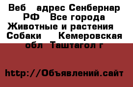 Веб – адрес Сенбернар.РФ - Все города Животные и растения » Собаки   . Кемеровская обл.,Таштагол г.